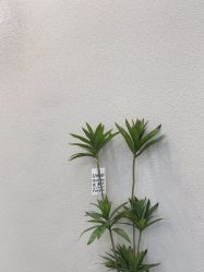 -纤手艺人