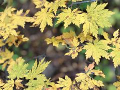 -丹东天桥沟景区