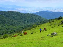 -大姆山草场