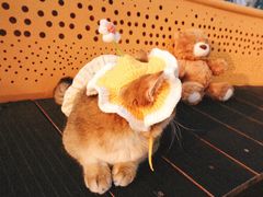 -三圣花乡旅游区