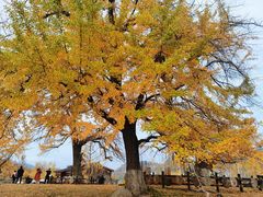 -千年银杏谷文化旅游区