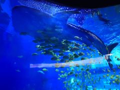 -成都浩海立方海洋公园