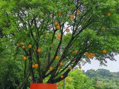 -云溪植物园