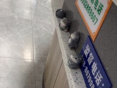 -半岛宠物医院24小时(白果林店)