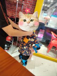 -速度小子卡丁车(基盛万科里店)