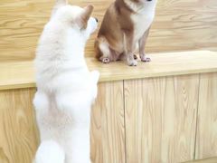 -柴源莊·柴小宠柴犬咖啡