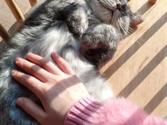 -豆逗聊愈猫阁Easy Life