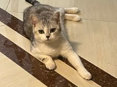 -唐小姐の猫狗洗护·购宠旗舰店(周浦万达店)