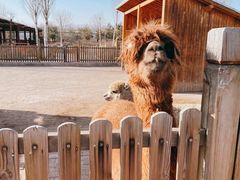 -大青山野生动物园