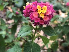 -合肥滨湖国家森林公园