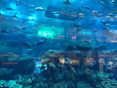 -迪拜水族馆及水下动物园