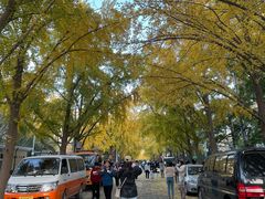-三里屯东五街银杏大道
