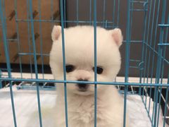 -熊小胖宠物生活馆(天华园店)