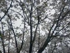 -武汉大学-樱园