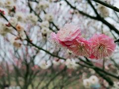 -花开海上生态园