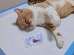 -灵美宠物诊所
