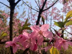 -南山植物园