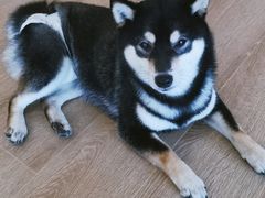 -南京Hallo宠物乐园·哈罗犬舍·柴犬繁育基地