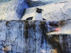 -海合安青岛极地海洋公园
