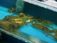 -港畔赶海蒸汽海鲜烧烤自助(仙螺岛店)