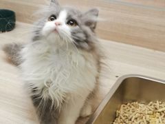 -飞行喵MR PILOT|猫舍·猫咖(静安大融城店)