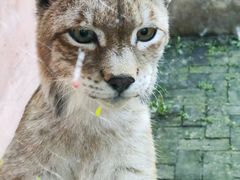 -青藏高原野生动物园