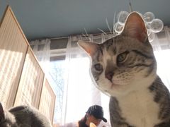 -有猫儿腻咖啡厅.猫咖