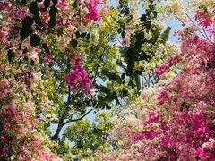 -深圳国际园林花卉博览园