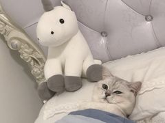 -袖虎·猫馆(体育西路店)