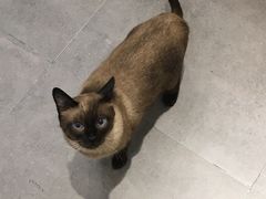-飞行喵MR PILOT|猫舍·猫咖(静安大融城店)