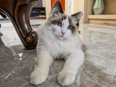 -柚子猫舍·精品猫舍购猫·猫咪认养·购宠·宠物店