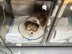 -爱侣宠医·鹦鹉专科·小型哺乳类·异宠专科(灵石路店)