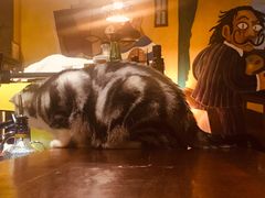 -咖法森林·咖啡  酒吧(天河店)