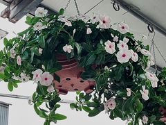 -溪岸路花鸟市场