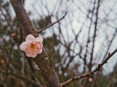 -中山市树木园