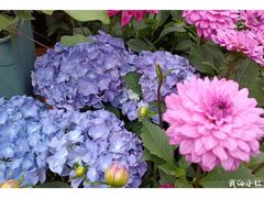 -深圳市中科院仙湖植物园