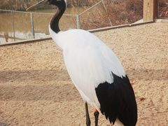 -盐城丹顶鹤湿地生态旅游区