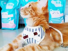 -70cat德文卷毛猫·缅因猫纯种猫舍