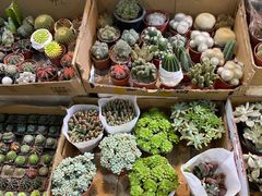 -双季花艺园艺市场(浦东店)