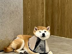 -和它·交个朋友·狗咖猫咖(爱琴海店)