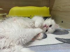 -momokira米努特·德文卷毛猫·棉花面纱犬