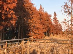 -苏州太湖湖滨国家湿地公园