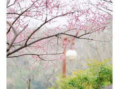 -重庆彩云湖湿地公园