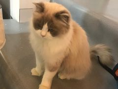 -松果猫咖(桐乡吾悦金街店)