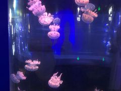 -青岛海底世界-水族馆