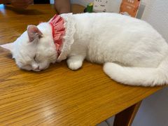-猫小主咖啡·猫咖cat cafe(福田店)