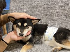 -南京Hallo宠物乐园·哈罗犬舍·柴犬繁育基地