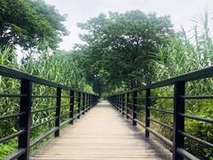 -莲花岛景区