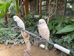 -南宫五洲植物乐园