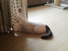 -北京赛佳动物医院